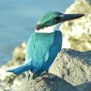 Collared Kingfisher