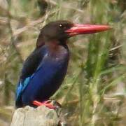 Javan Kingfisher