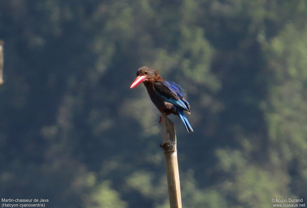 Martin-chasseur de Java, identification