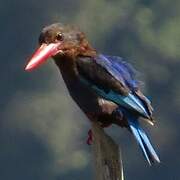 Javan Kingfisher