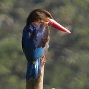 Javan Kingfisher