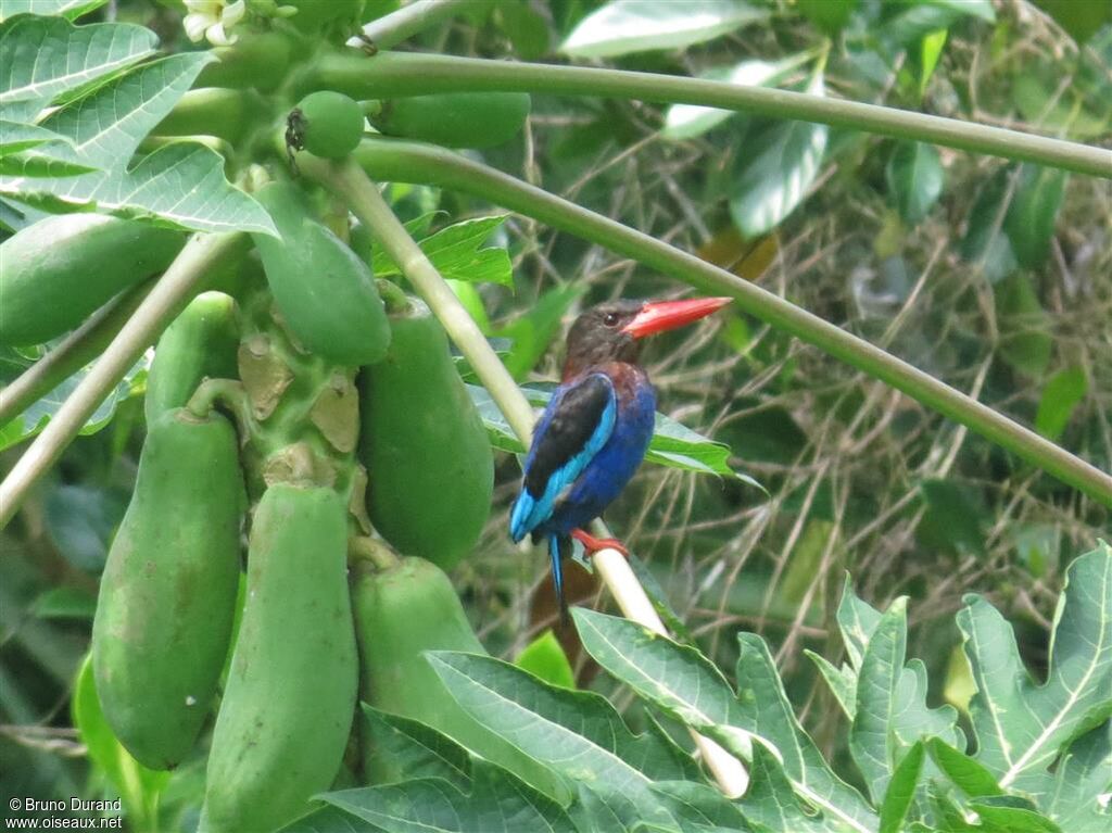 Javan Kingfisheradult, identification, Behaviour