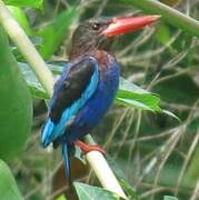 Javan Kingfisher
