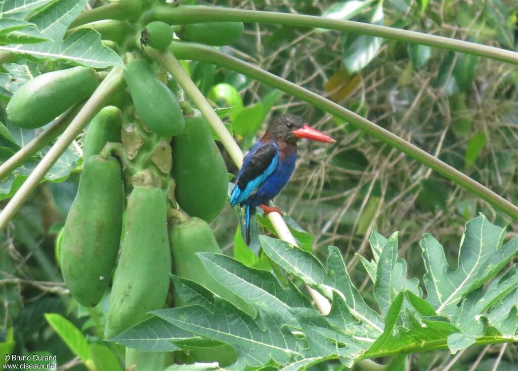 Javan Kingfisheradult, identification, Behaviour