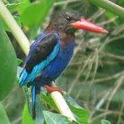 Javan Kingfisher