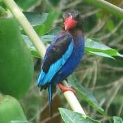 Javan Kingfisher