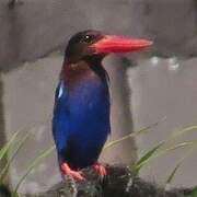 Javan Kingfisher