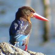 Javan Kingfisher