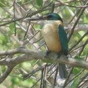 Sacred Kingfisher