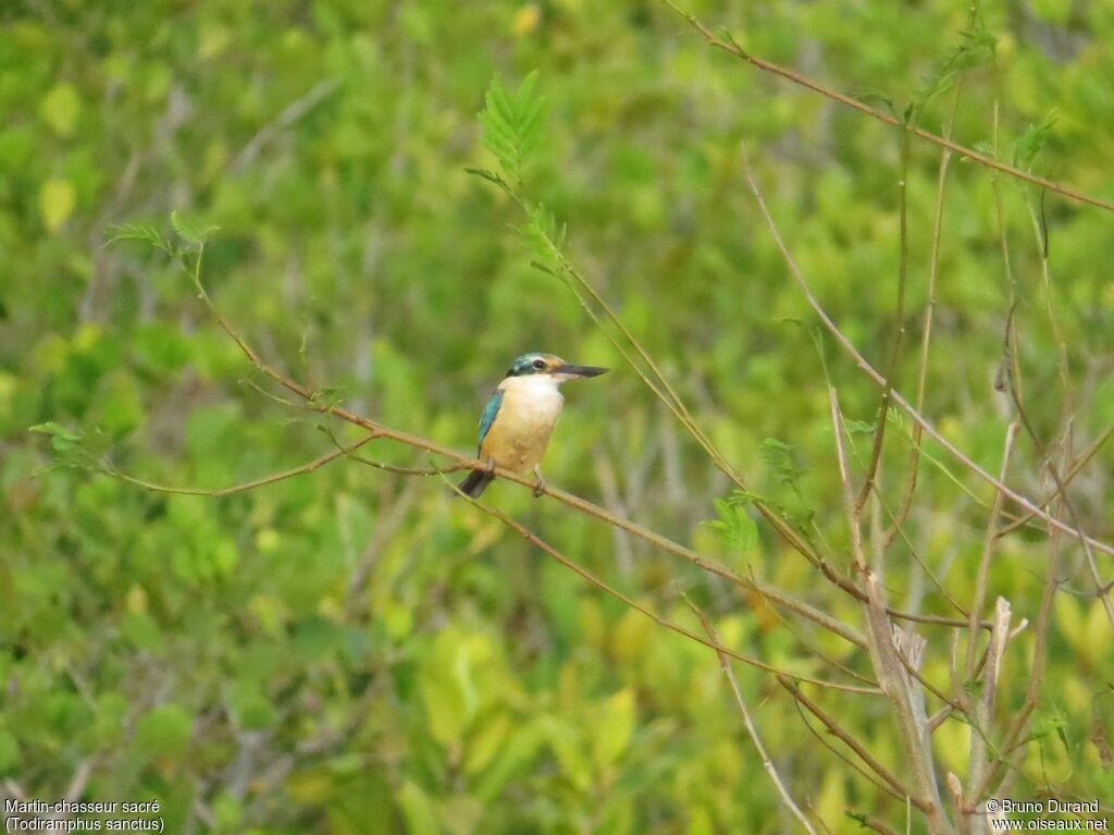 Sacred Kingfisher