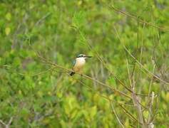 Sacred Kingfisher