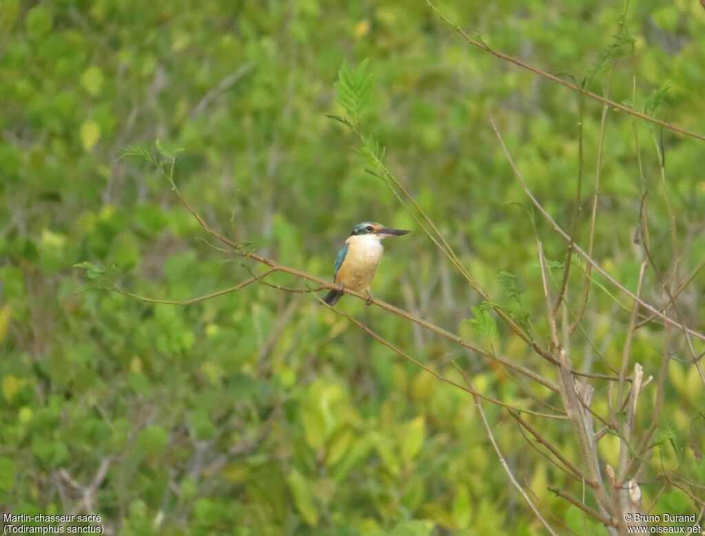 Sacred Kingfisheradult, identification