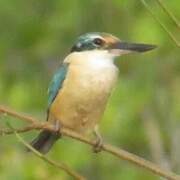 Sacred Kingfisher