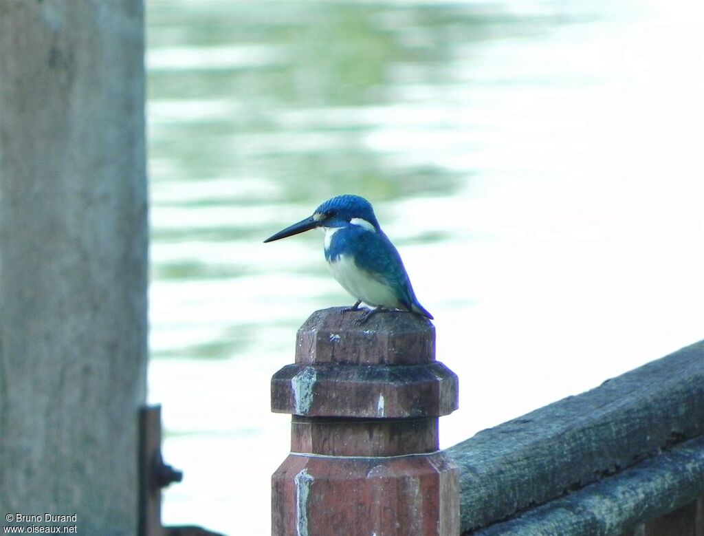 Martin-pêcheur aigue-marineadulte, identification