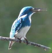 Cerulean Kingfisher