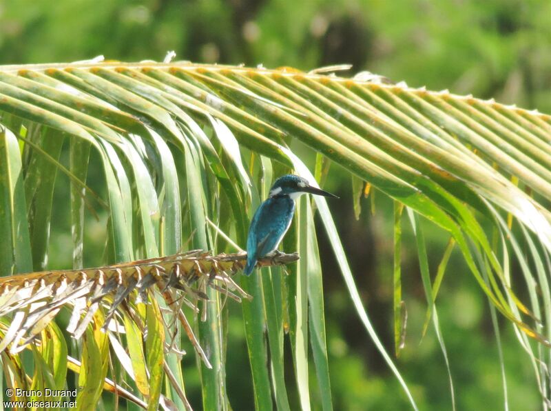 Cerulean Kingfisher, identification, Behaviour