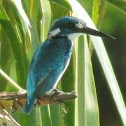 Cerulean Kingfisher