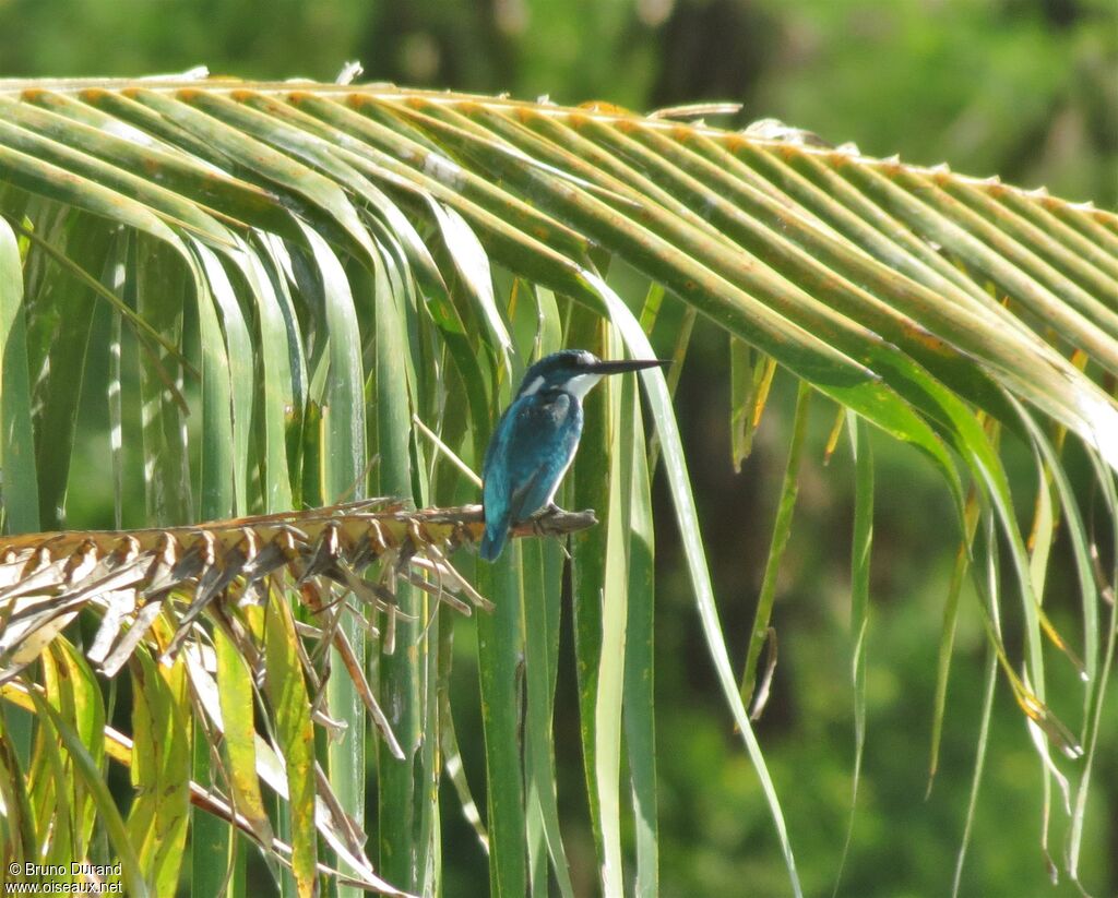 Cerulean Kingfisher, identification, Behaviour