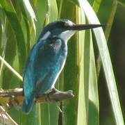 Cerulean Kingfisher