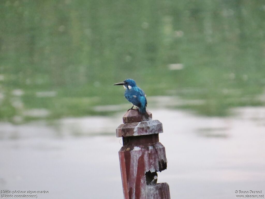 Cerulean Kingfisheradult, identification