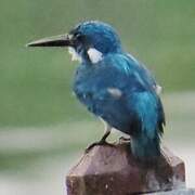 Cerulean Kingfisher