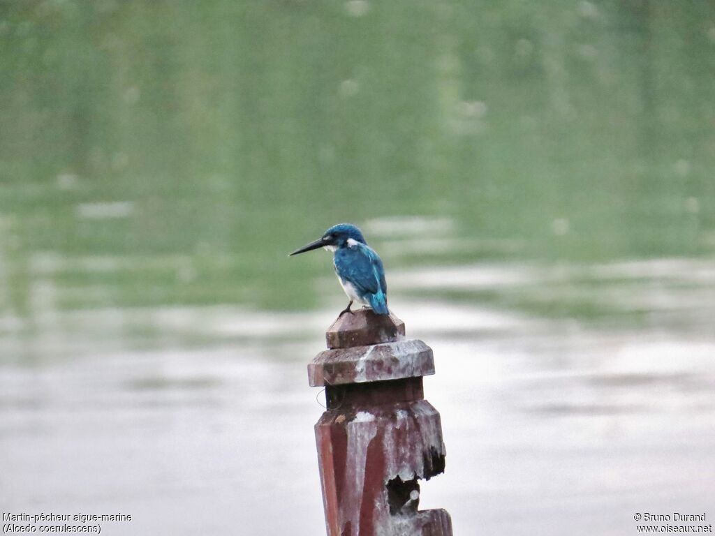 Cerulean Kingfisheradult, identification