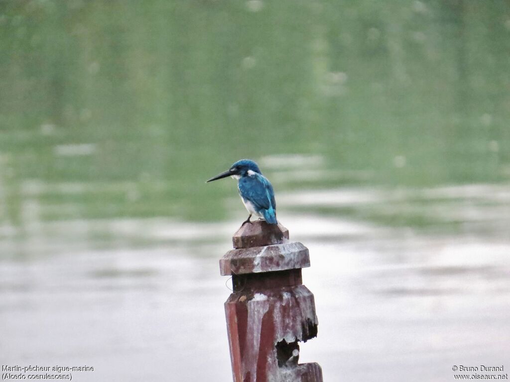 Cerulean Kingfisheradult, identification