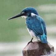 Cerulean Kingfisher