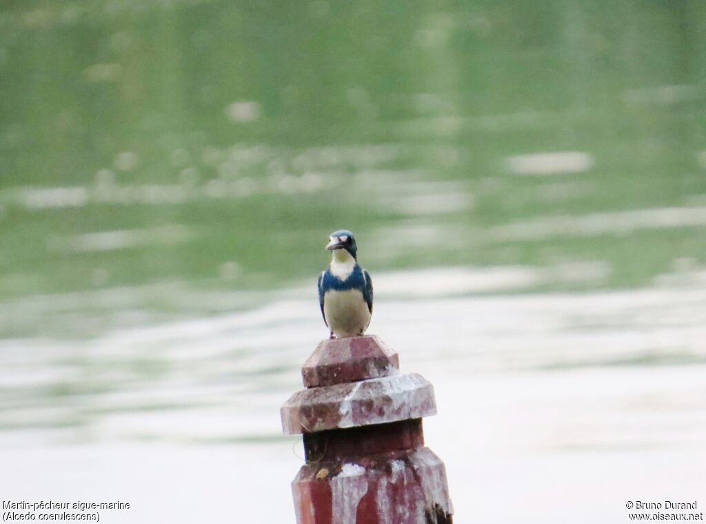 Cerulean Kingfisheradult, identification