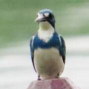 Cerulean Kingfisher