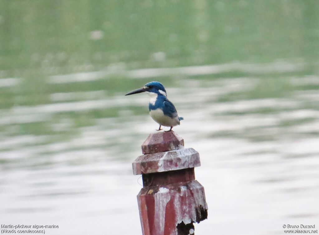 Cerulean Kingfisheradult, identification, Behaviour