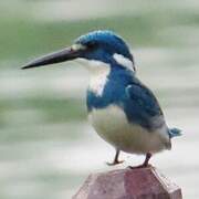 Cerulean Kingfisher