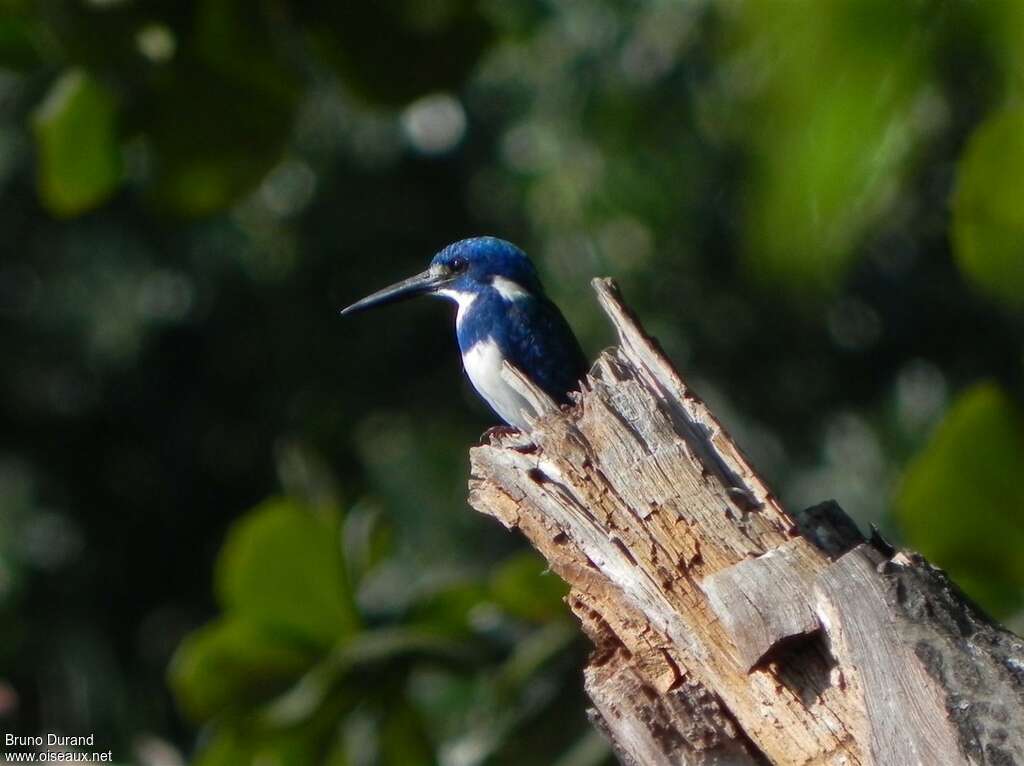 Cerulean Kingfisheradult