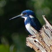 Cerulean Kingfisher