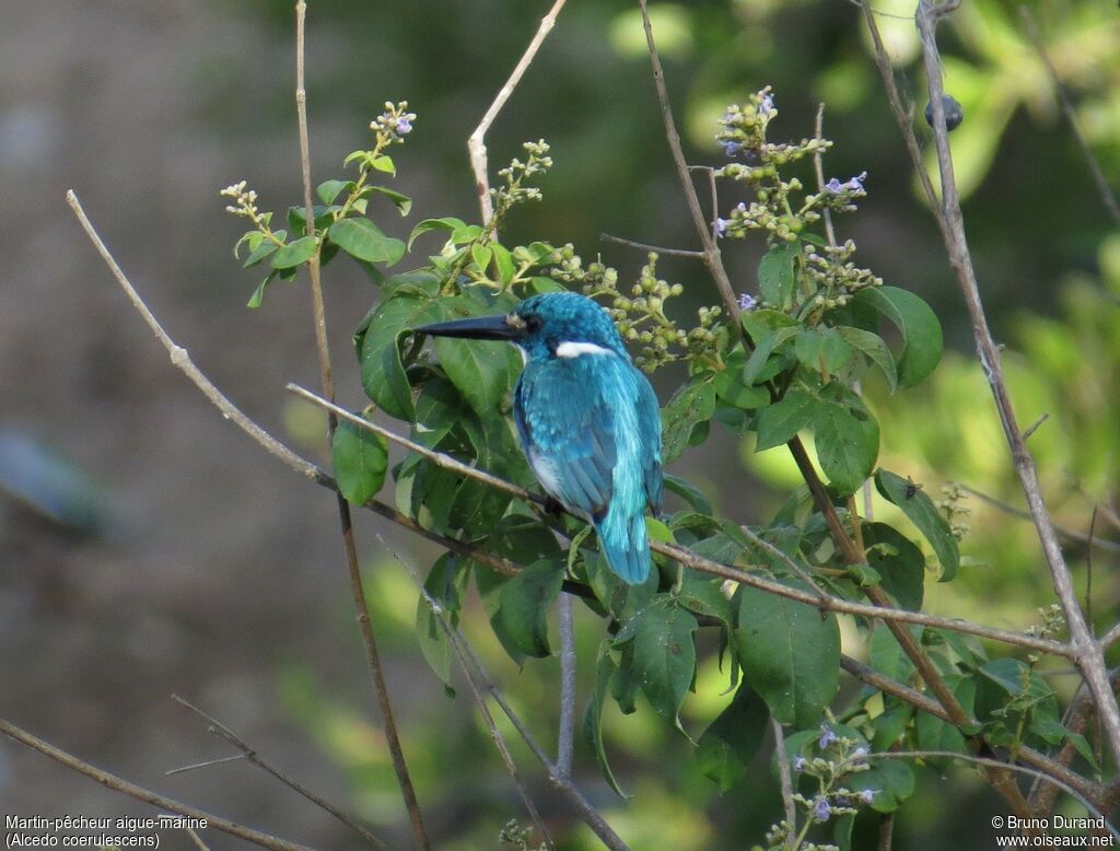 Cerulean Kingfisheradult, identification