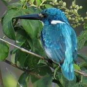 Cerulean Kingfisher