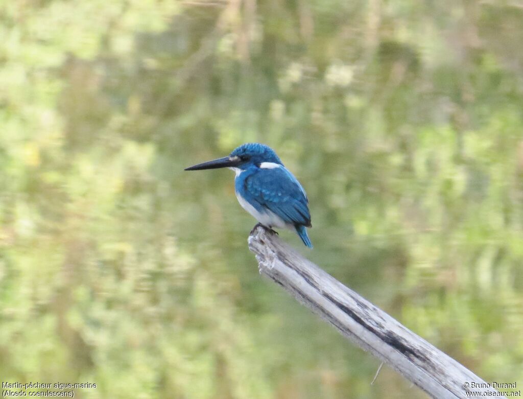 Martin-pêcheur aigue-marine, identification