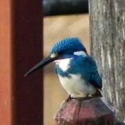 Cerulean Kingfisher