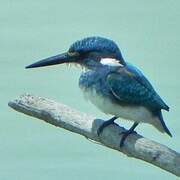 Cerulean Kingfisher