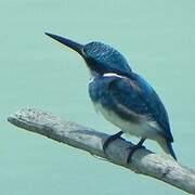 Cerulean Kingfisher