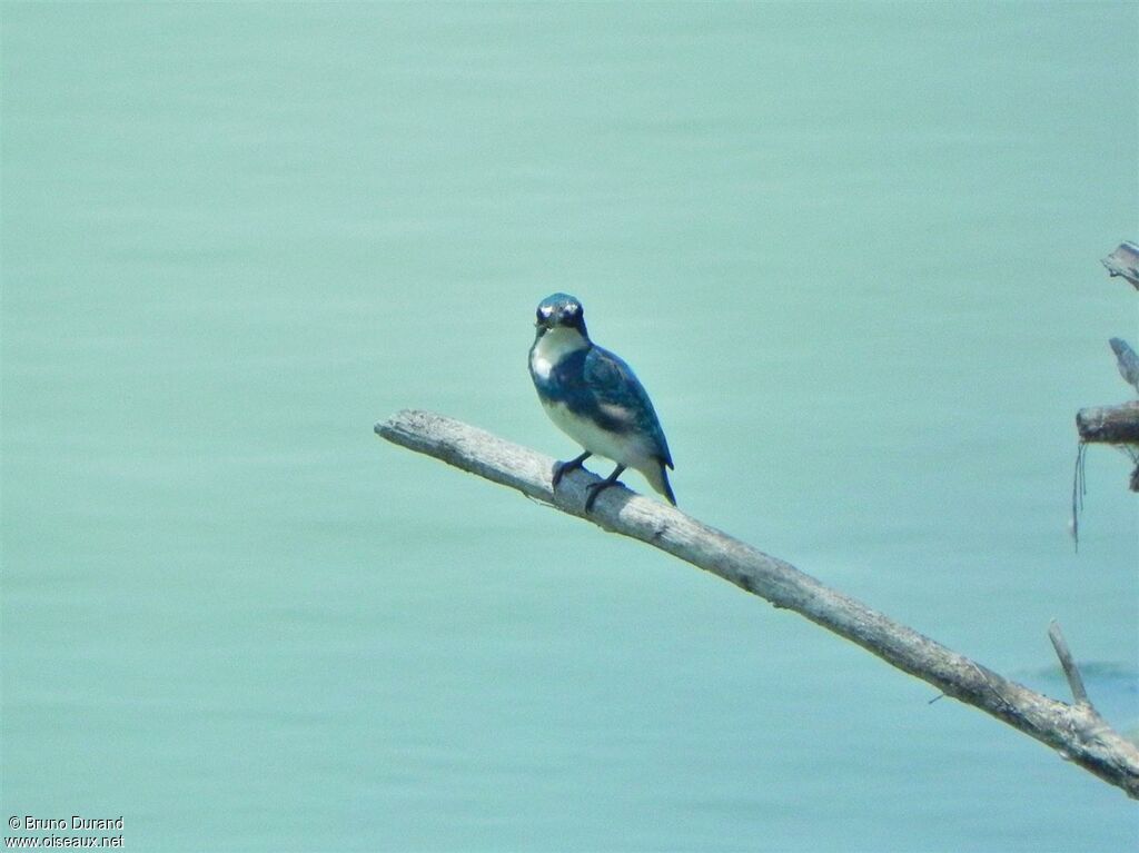 Cerulean Kingfisheradult