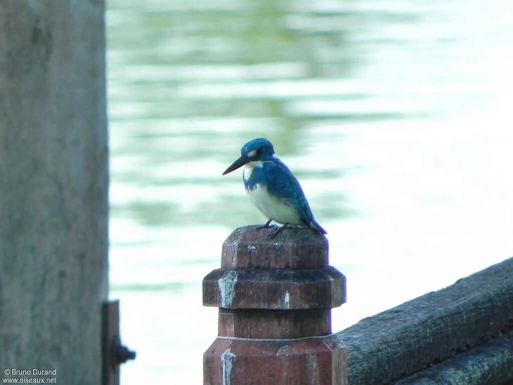 Cerulean Kingfisheradult