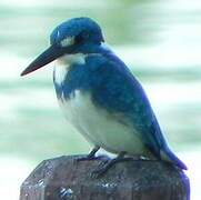 Cerulean Kingfisher