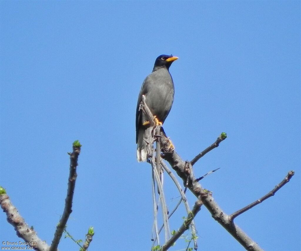 Javan Myna, identification