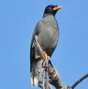 Javan Myna