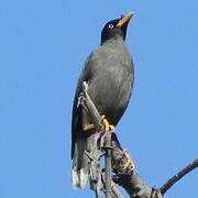 Javan Myna