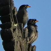 Javan Myna