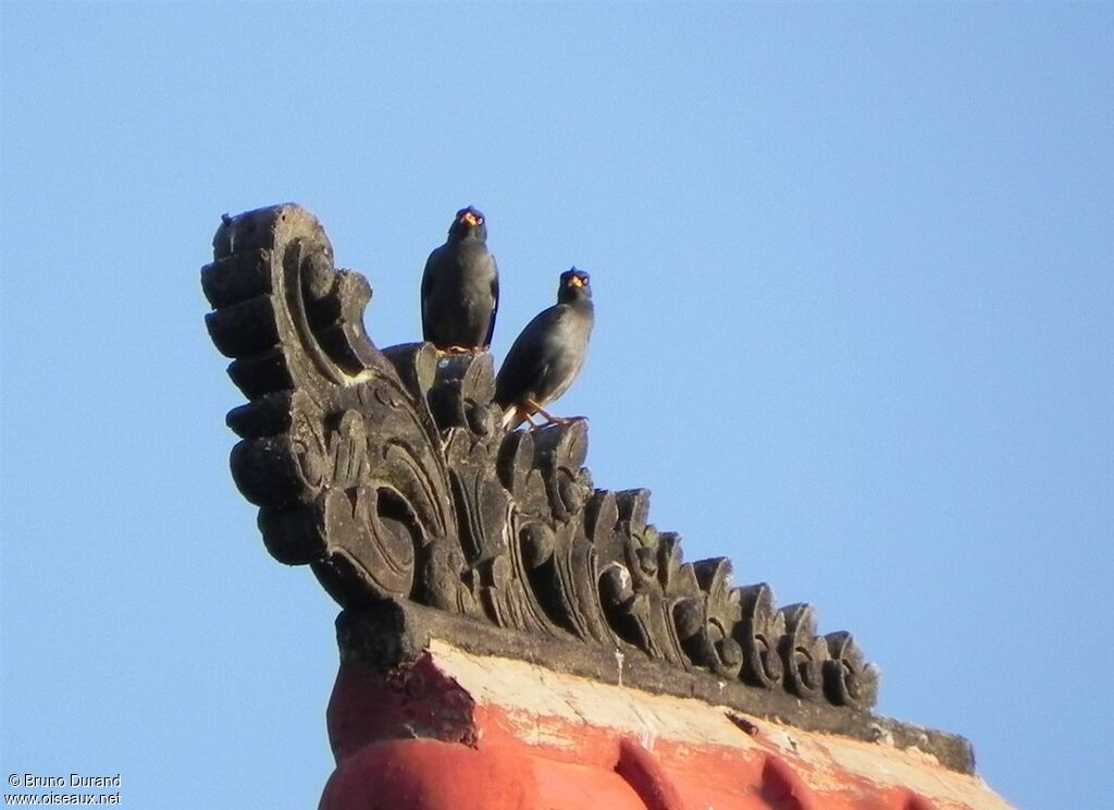 Javan Myna, Behaviour