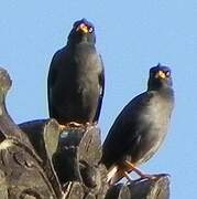 Javan Myna