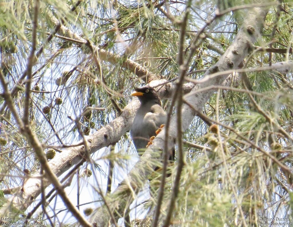 Javan Mynaadult, identification, Behaviour